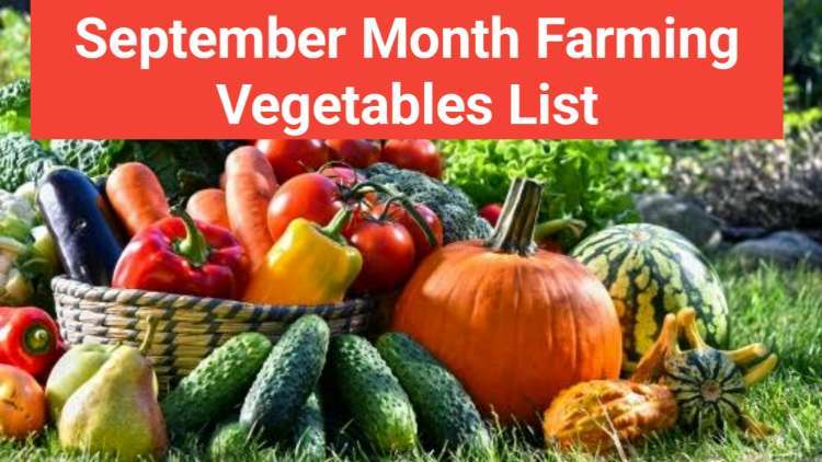 September Month Vegetable Farming list