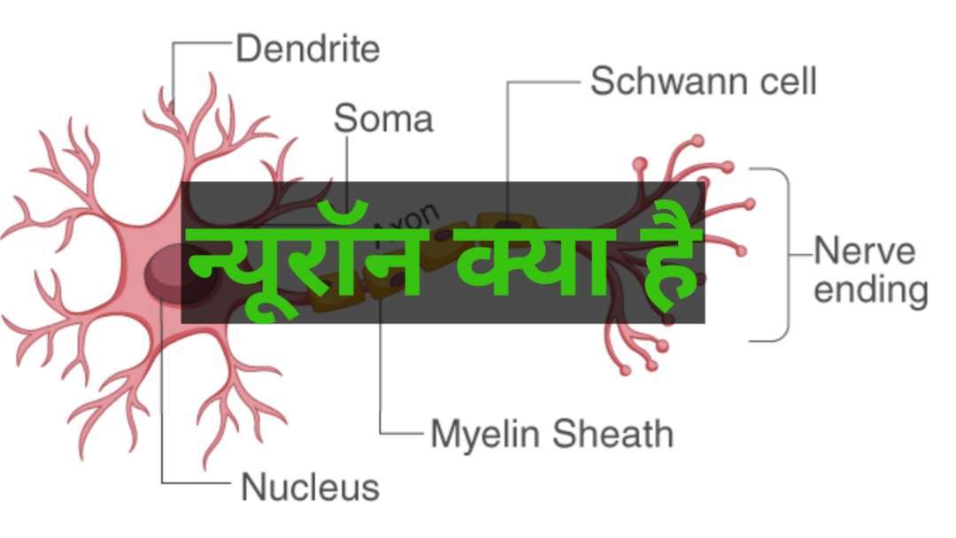 What is Nuron in Hindi 