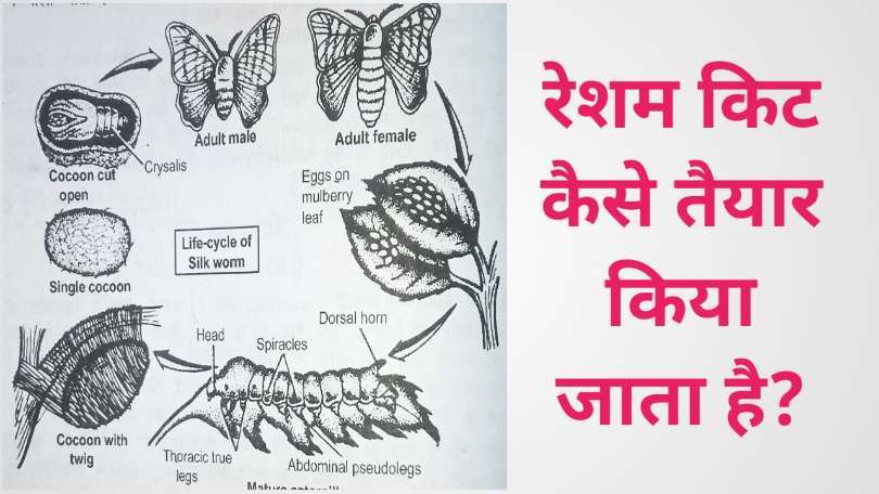 रेशमकीट क्या है रेशम के धागे कैसे  तैयार किया जाता है