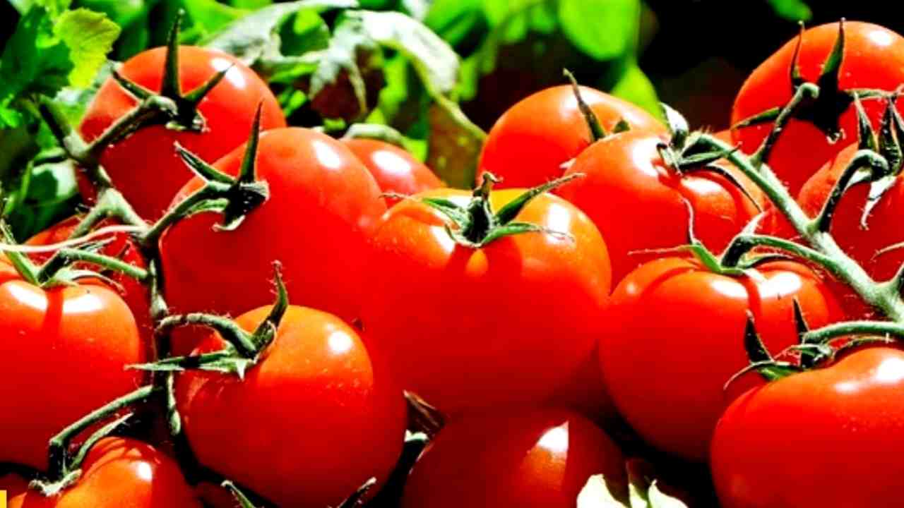 This farmer earned Rs 4 crore in just 45 days by selling tomatoes